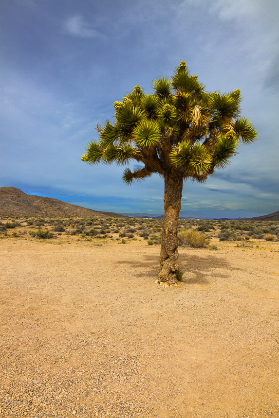 Joshua_Tree-2