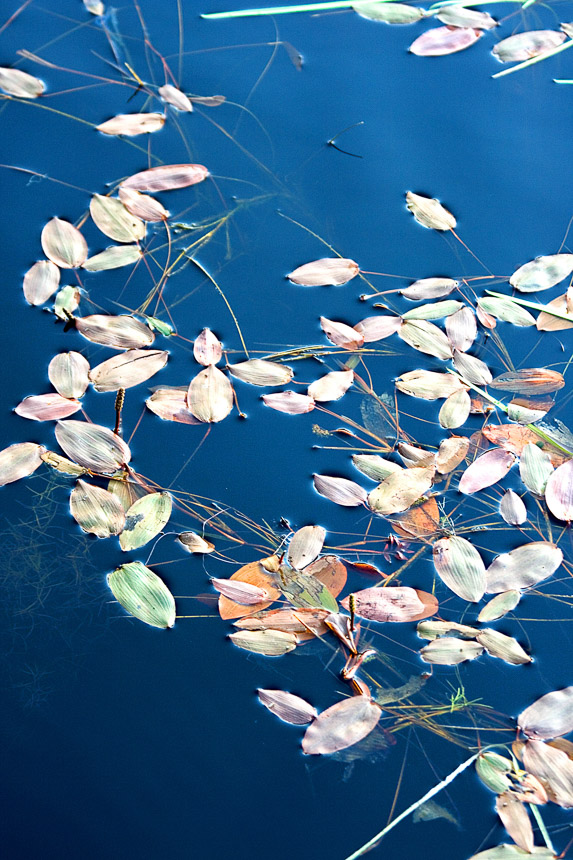 Leaves_on_Pond