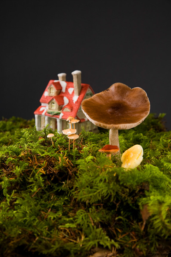 Mushroom-1