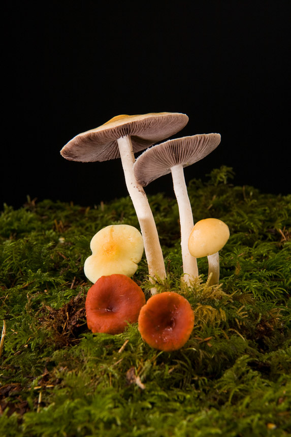 Mushroom-4