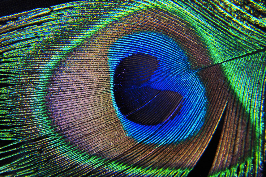 Peacock_feather