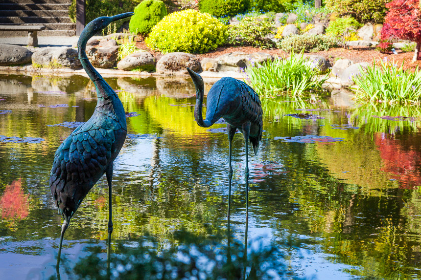 Shore_Acers_Cranes