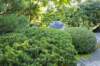 japanesegardenportland2022_small.jpg