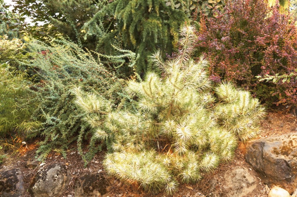 oregon_gardens20.jpg